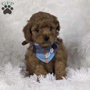 Valentino, Mini Goldendoodle Puppy